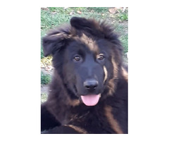 Owczarek niemiecki długowłosy czarny - 16