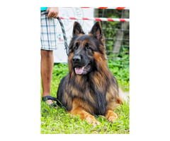 Reproduktor Owczarek Niemiecki Długowłosy - 1