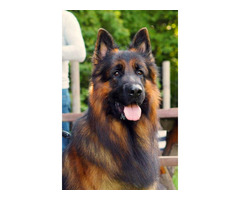 Reproduktor Owczarek Niemiecki Długowłosy - 2