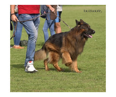 Reproduktor Owczarek Niemiecki Długowłosy - 4