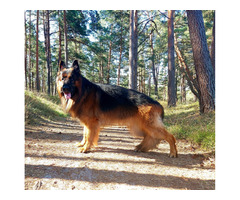 Reproduktor Owczarek Niemiecki Długowłosy - 5