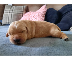 Golden retriever szczenieta - 1