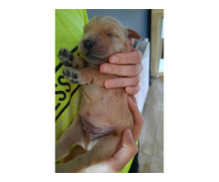 Golden retriever szczenieta - 2