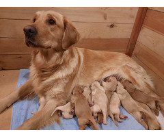 Golden retriever szczenieta - 3