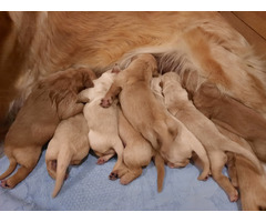 Golden retriever szczenieta - 4