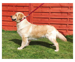 Golden retriever szczenieta - 5