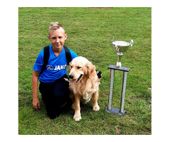 Golden retriever szczenieta - 7