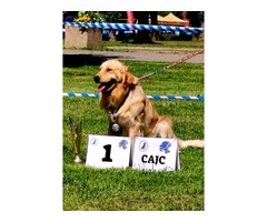 Golden retriever szczenieta - 8