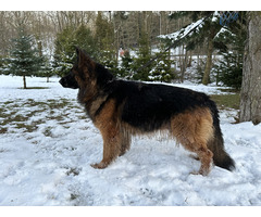 Owczarki niemieckie długowłose - 6