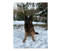 Owczarki niemieckie długowłose - 7