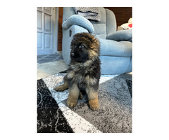 Owczarki niemieckie długowłose - 8