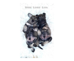 Sznaucer miniaturowy pieprz I sól FCI - 1