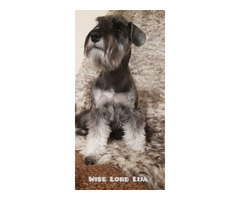 Sznaucer miniaturowy pieprz I sól FCI - 2