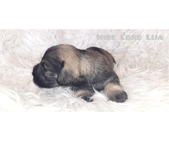 Sznaucer miniaturowy pieprz I sól FCI - 3