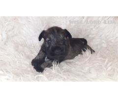 Sznaucer miniaturowy pieprz I sól FCI - 4