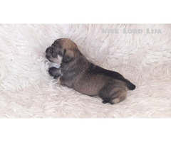 Sznaucer miniaturowy pieprz I sól FCI - 5