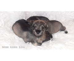 Sznaucer miniaturowy pieprz I sól FCI - 6