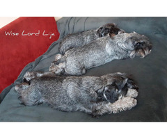 Sznaucer miniaturowy pieprz I sól FCI - 7