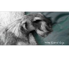 Sznaucer miniaturowy pieprz I sól FCI - 8