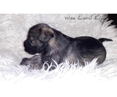 Sznaucer miniaturowy pieprz I sól FCI - 9