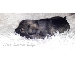 Sznaucer miniaturowy pieprz I sól FCI - 10