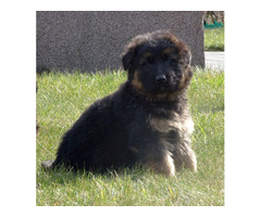 Owczarki niemieckie szczenięta długowłose ciemne - 1