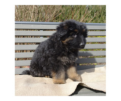 Owczarki niemieckie szczenięta długowłose ciemne - 2