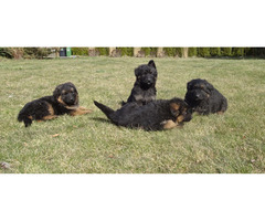 Owczarki niemieckie szczenięta długowłose ciemne - 3