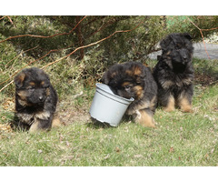 Owczarki niemieckie szczenięta długowłose ciemne - 4