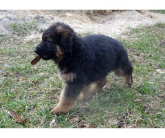 Owczarki niemieckie szczenięta długowłose ciemne - 5