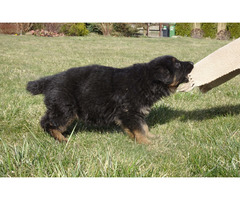 Owczarki niemieckie szczenięta długowłose ciemne - 6