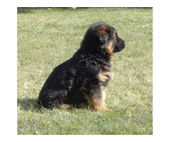 Owczarki niemieckie szczenięta długowłose ciemne - 7