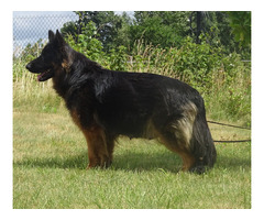 Owczarki niemieckie szczenięta długowłose ciemne - 8