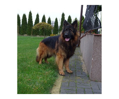 Owczarki niemieckie szczenięta długowłose ciemne - 9