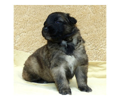 Owczarki belgijskie tervueren - 4