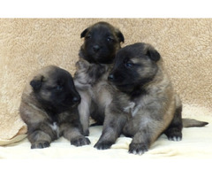 Owczarki belgijskie tervueren - 6