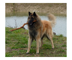 Owczarki belgijskie tervueren - 1