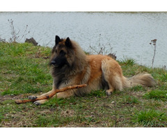 Owczarki belgijskie tervueren - 2