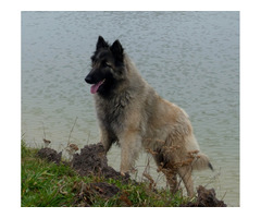 Owczarki belgijskie tervueren - 3