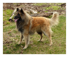 Owczarki belgijskie tervueren - 7