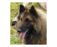 Owczarki belgijskie tervueren - 8