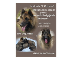 Owczarki belgijskie tervueren - 10