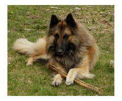 Owczarki belgijskie tervueren - 11