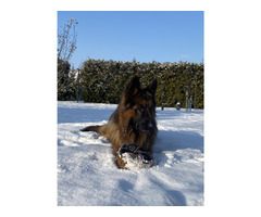 Reproduktor Owczarek Niemiecki Długowłosy - 1