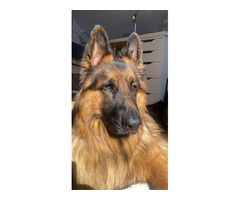 Reproduktor Owczarek Niemiecki Długowłosy - 2