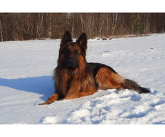 Reproduktor Owczarek Niemiecki Długowłosy - 3