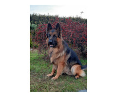 Reproduktor Owczarek Niemiecki Długowłosy - 4