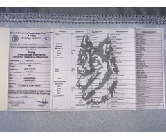 Reproduktor Owczarek Niemiecki Długowłosy - 5