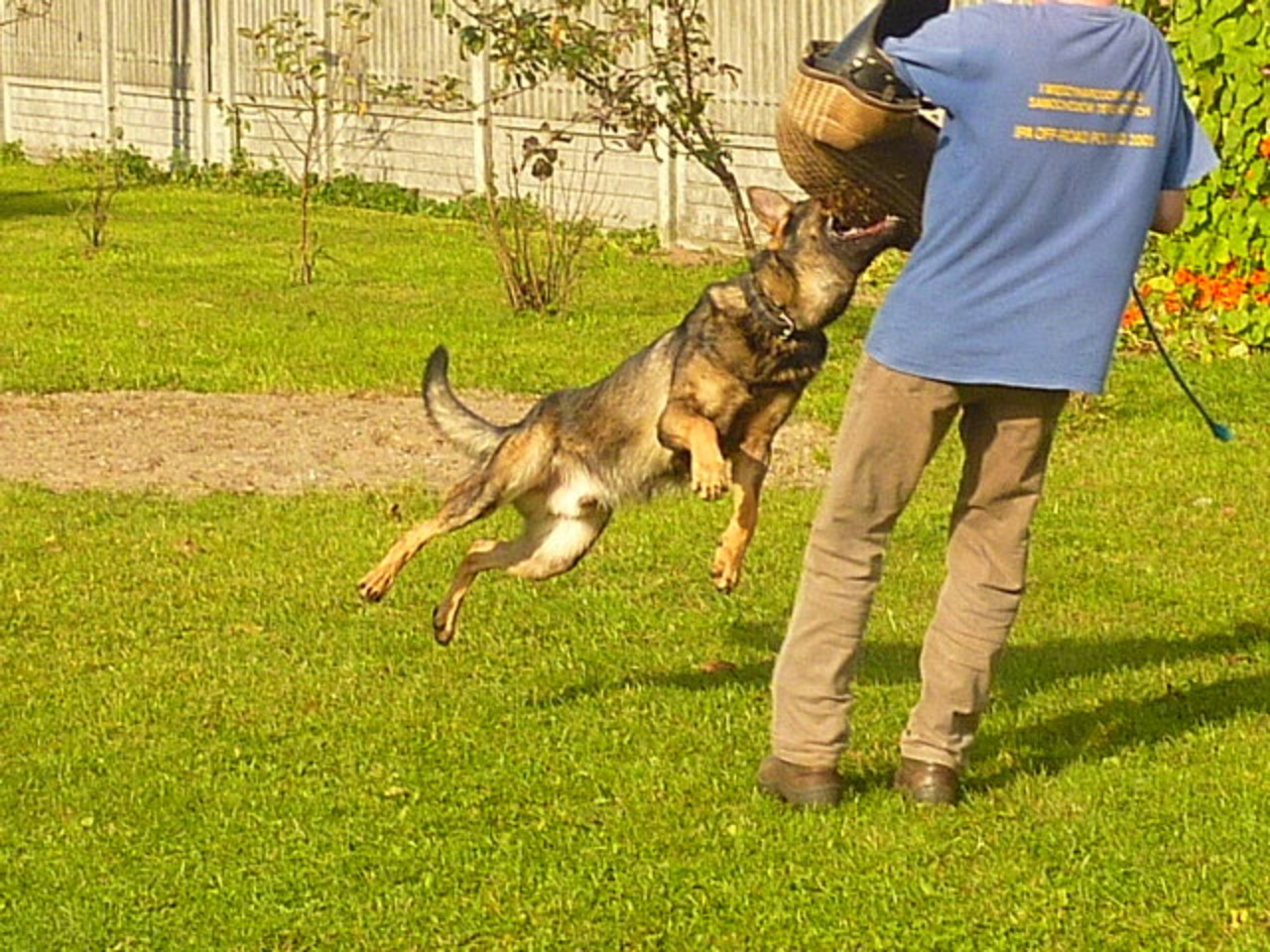 Specjalistyczne szkolenie psów - 1