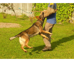 Specjalistyczne szkolenie psów - 2